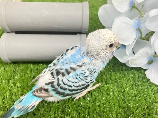 ✨最新画像✨空へはじけろ✨️ ✈️ パチパチサイダー❕。・*・:≡( 「ε:)ノ🍹セキセイインコ(ブルーオパーリン/2025年5月生まれ) セキセイインコ