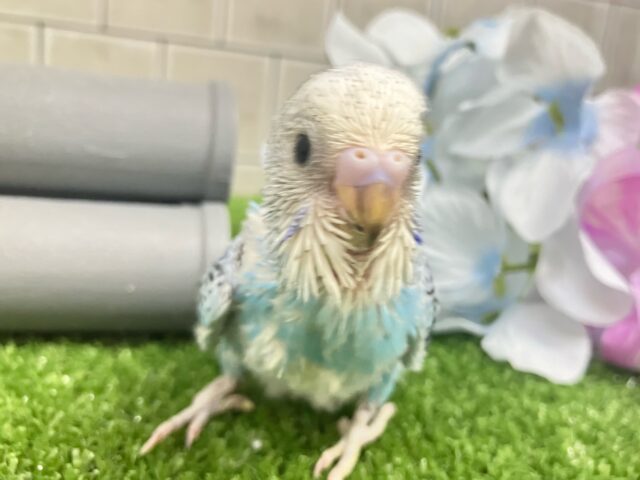✨最新画像✨空へはじけろ✨️ ✈️ パチパチサイダー❕。・*・:≡( 「ε:)ノ🍹セキセイインコ(ブルーオパーリン/2025年5月生まれ) セキセイインコ