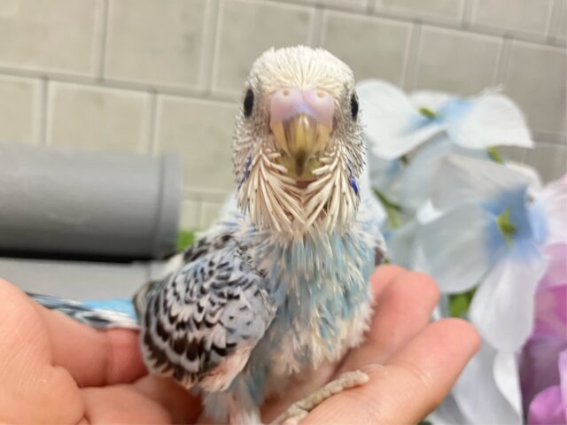 ✨最新画像✨空へはじけろ✨️ ✈️ パチパチサイダー❕。・*・:≡( 「ε:)ノ🍹セキセイインコ(ブルーオパーリン/2025年5月生まれ) セキセイインコ