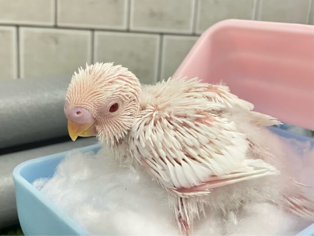 ✨最新画像✨一着万歳🥇✨️とつげき𝐌𝐈𝐋𝐊𝐘❕🍼セキセイインコ(アルビノ/2025年5月生まれ) セキセイインコ