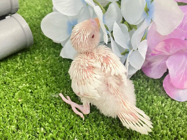 ✨最新画像✨一着万歳🥇✨️とつげき𝐌𝐈𝐋𝐊𝐘❕🍼セキセイインコ(アルビノ/2025年5月生まれ) セキセイインコ