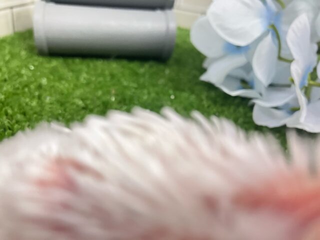 ✨最新画像✨一着万歳🥇✨️とつげき𝐌𝐈𝐋𝐊𝐘❕🍼セキセイインコ(アルビノ/2025年5月生まれ) セキセイインコ