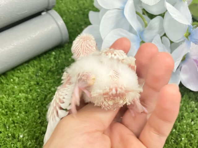 ✨最新画像✨一着万歳🥇✨️とつげき𝐌𝐈𝐋𝐊𝐘❕🍼セキセイインコ(アルビノ/2025年5月生まれ) セキセイインコ