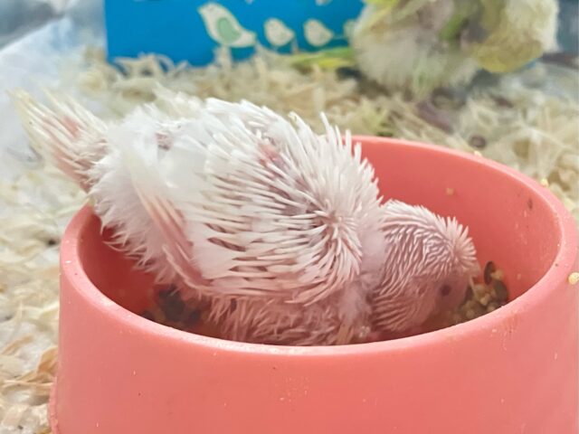 ✨最新画像✨一着万歳🥇✨️とつげき𝐌𝐈𝐋𝐊𝐘❕🍼セキセイインコ(アルビノ/2025年5月生まれ) セキセイインコ