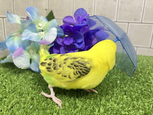 ✨最新画像✨凛と、、❓隠れ咲き黒薔薇𓂃🥀𓈒𓏸💛セキセイインコ(イエローハルクイン/2025年5月上旬生まれ) セキセイインコ