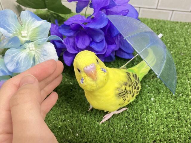 ✨最新画像✨凛と、、❓隠れ咲き黒薔薇𓂃🥀𓈒𓏸💛セキセイインコ(イエローハルクイン/2025年5月上旬生まれ) セキセイインコ