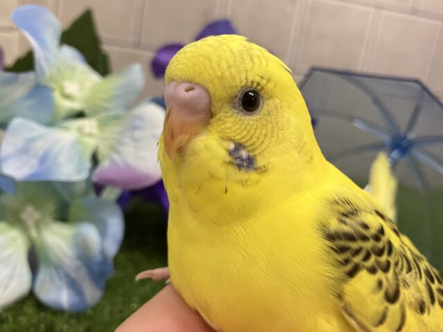 ✨最新画像✨凛と、、❓隠れ咲き黒薔薇𓂃🥀𓈒𓏸💛セキセイインコ(イエローハルクイン/2025年5月上旬生まれ) セキセイインコ