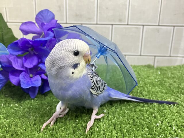 ✨最新画像✨ふりるフリフリ👗✧*。𝐆𝐫𝐞𝐚𝐭グレープ❕👍🏻.*˚セキセイインコ(バイオレットオパーリン/2025年5月上旬生まれ) セキセイインコ