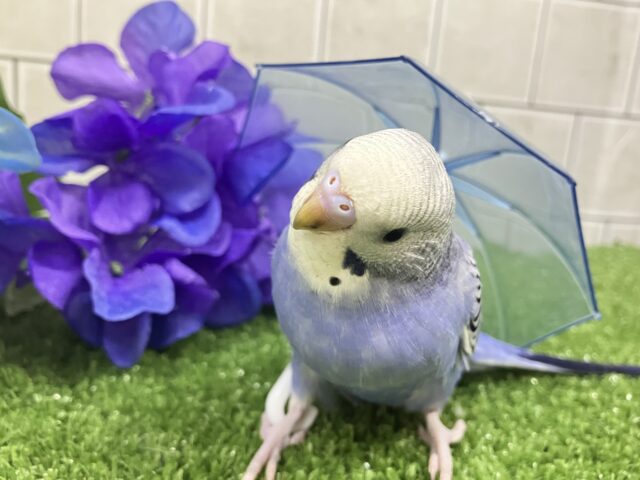 ✨最新画像✨ふりるフリフリ👗✧*。𝐆𝐫𝐞𝐚𝐭グレープ❕👍🏻.*˚セキセイインコ(バイオレットオパーリン/2025年5月上旬生まれ) セキセイインコ