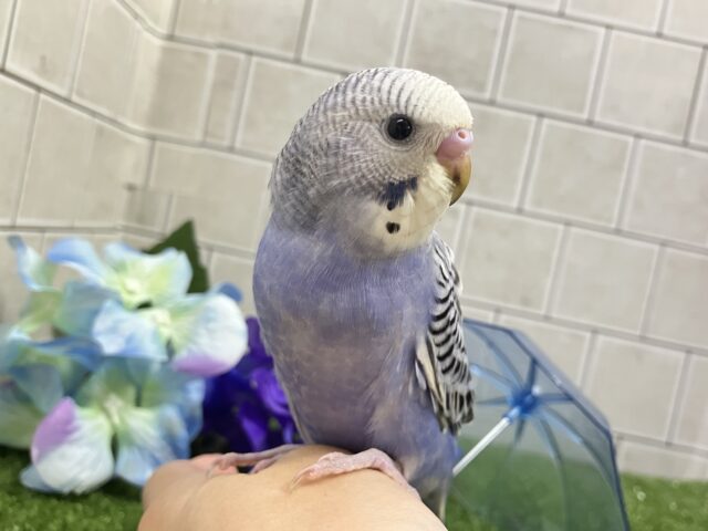 ✨最新画像✨ふりるフリフリ👗✧*。𝐆𝐫𝐞𝐚𝐭グレープ❕👍🏻.*˚セキセイインコ(バイオレットオパーリン/2025年5月上旬生まれ) セキセイインコ