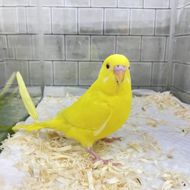 ✨最新画像✨ᑭOᑭに駆け抜けろ❕シューティングスター!💫🪄︎︎◝✩セキセイインコ(ルチノー/2025年4月生まれ) セキセイインコ