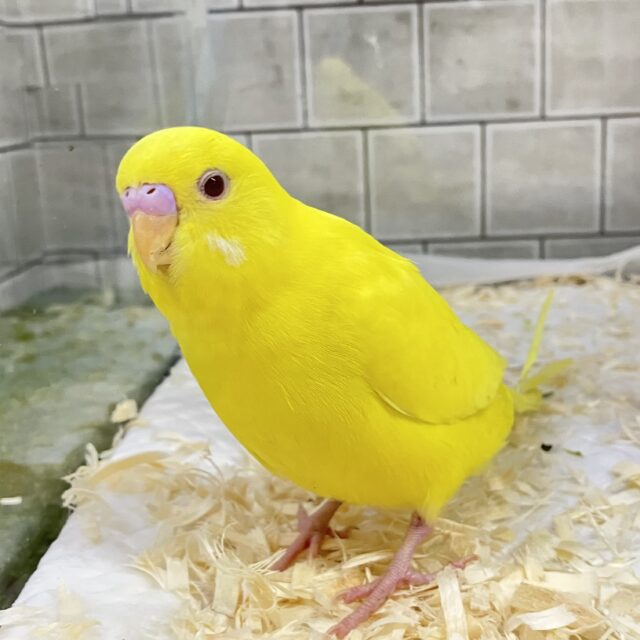 ✨最新画像✨ᑭOᑭに駆け抜けろ❕シューティングスター!💫🪄︎︎◝✩セキセイインコ(ルチノー/2025年4月生まれ) セキセイインコ