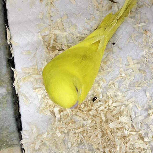 ✨最新画像✨ᑭOᑭに駆け抜けろ❕シューティングスター!💫🪄︎︎◝✩セキセイインコ(ルチノー/2025年4月生まれ) セキセイインコ
