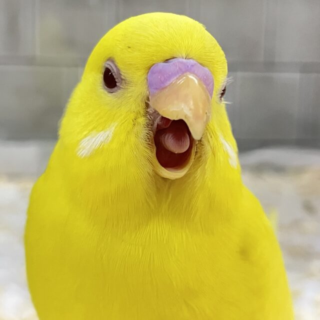 ✨最新画像✨ᑭOᑭに駆け抜けろ❕シューティングスター!💫🪄︎︎◝✩セキセイインコ(ルチノー/2025年4月生まれ) セキセイインコ