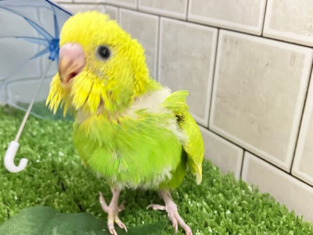 ✨最新画像✨晴々たんぽぽ🔆⟡.シュシュポッポ~🚂💨セキセイインコ(イエロースパングル/2025年5月生まれ) セキセイインコ