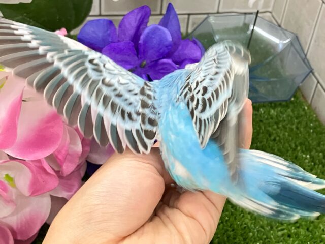 ✨最新画像✨空へはじけろ✨️ ✈️ パチパチサイダー❕。・*・:≡( 「ε:)ノ🍹セキセイインコ(ブルーオパーリン/2025年5月生まれ) セキセイインコ