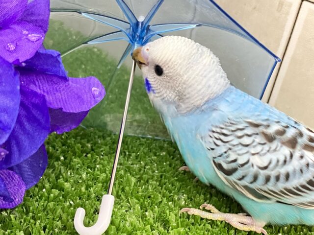 ✨最新画像✨空へはじけろ✨️ ✈️ パチパチサイダー❕。・*・:≡( 「ε:)ノ🍹セキセイインコ(ブルーオパーリン/2025年5月生まれ) セキセイインコ