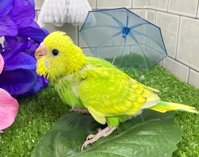 ✨最新画像✨晴々たんぽぽ🔆⟡.シュシュポッポ~🚂💨セキセイインコ(イエロースパングル/2025年5月生まれ) セキセイインコ