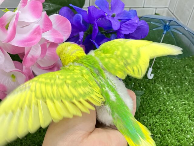 ✨最新画像✨晴々たんぽぽ🔆⟡.シュシュポッポ~🚂💨セキセイインコ(イエロースパングル/2025年5月生まれ) セキセイインコ