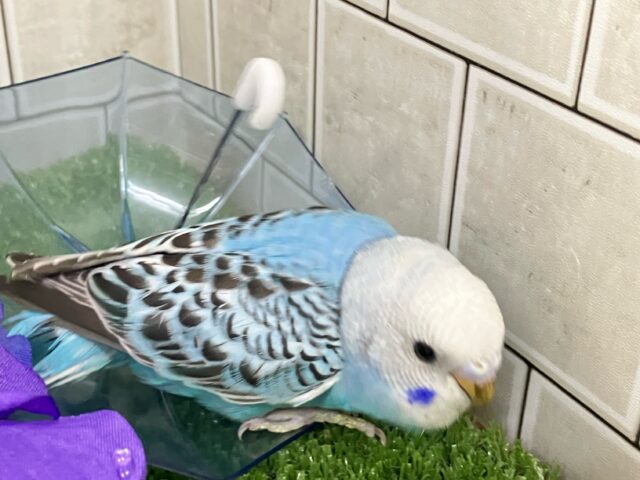 ✨最新画像✨空へはじけろ✨️ ✈️ パチパチサイダー❕。・*・:≡( 「ε:)ノ🍹セキセイインコ(ブルーオパーリン/2025年5月生まれ) セキセイインコ