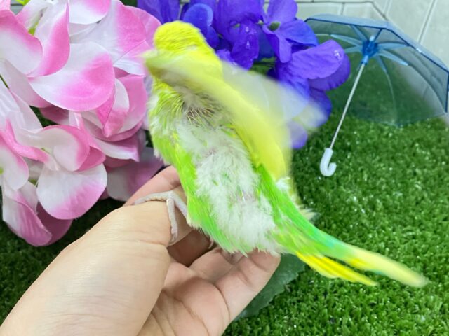 ✨最新画像✨晴々たんぽぽ🔆⟡.シュシュポッポ~🚂💨セキセイインコ(イエロースパングル/2025年5月生まれ) セキセイインコ