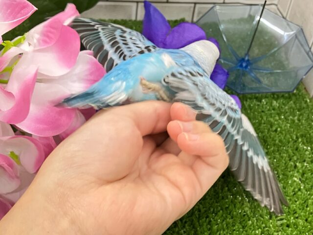 ✨最新画像✨空へはじけろ✨️ ✈️ パチパチサイダー❕。・*・:≡( 「ε:)ノ🍹セキセイインコ(ブルーオパーリン/2025年5月生まれ) セキセイインコ