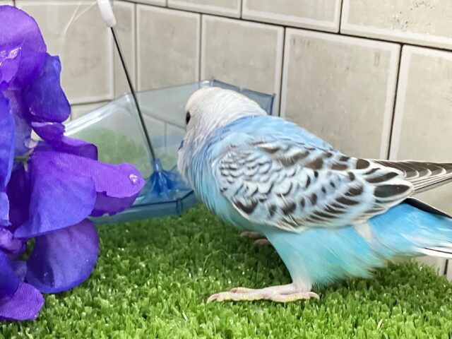✨最新画像✨空へはじけろ✨️ ✈️ パチパチサイダー❕。・*・:≡( 「ε:)ノ🍹セキセイインコ(ブルーオパーリン/2025年5月生まれ) セキセイインコ