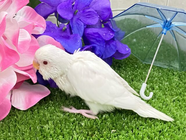 ✨最新画像✨一着万歳🥇✨️とつげき𝐌𝐈𝐋𝐊𝐘❕🍼セキセイインコ(アルビノ/2025年5月生まれ) セキセイインコ