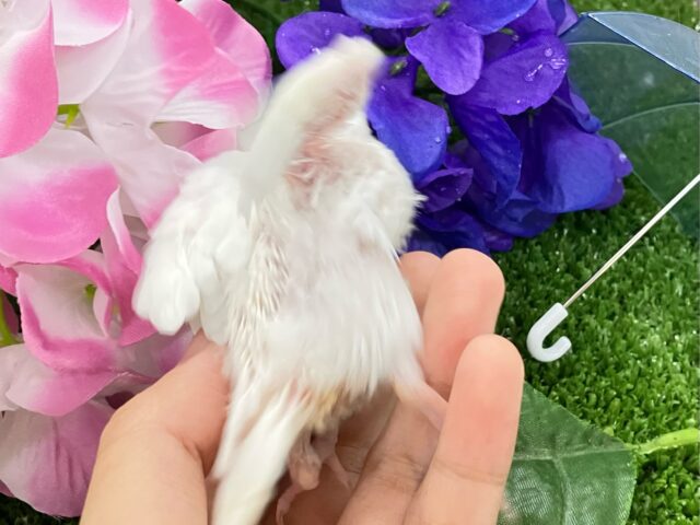 ✨最新画像✨一着万歳🥇✨️とつげき𝐌𝐈𝐋𝐊𝐘❕🍼セキセイインコ(アルビノ/2025年5月生まれ) セキセイインコ