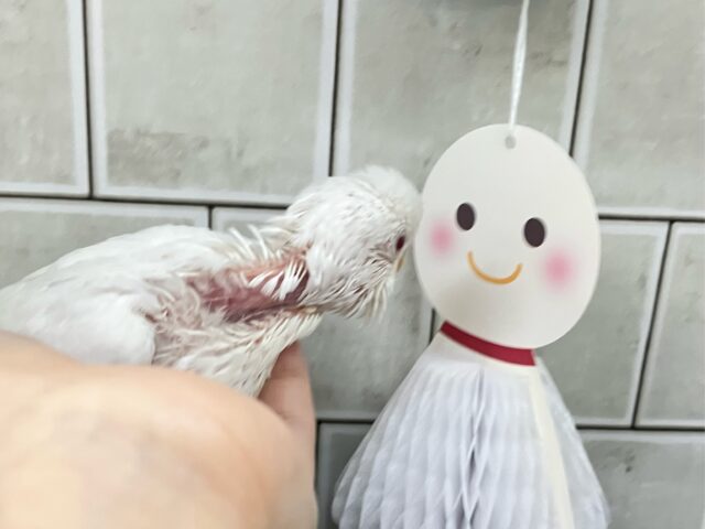 ✨最新画像✨一着万歳🥇✨️とつげき𝐌𝐈𝐋𝐊𝐘❕🍼セキセイインコ(アルビノ/2025年5月生まれ) セキセイインコ
