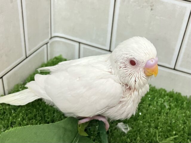 ✨最新画像✨一着万歳🥇✨️とつげき𝐌𝐈𝐋𝐊𝐘❕🍼セキセイインコ(アルビノ/2025年5月生まれ) セキセイインコ
