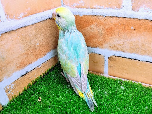 Beautiful Rainbow🌈 セキセイインコのヒナ(パステルレインボースパングル)入荷しました❤️ セキセイインコ