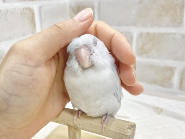 最新画像あり⭐️動画あり⭐︎人気カラー🩵マメルリハインコ(アメリカンホワイト) マメルリハ