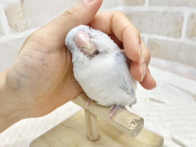 マメルリハ