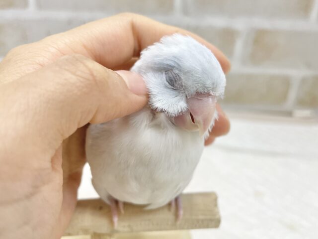 最新画像あり⭐️動画あり⭐︎人気カラー🩵マメルリハインコ(アメリカンホワイト) マメルリハ