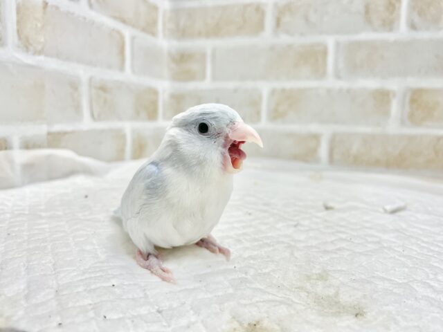 マメルリハ