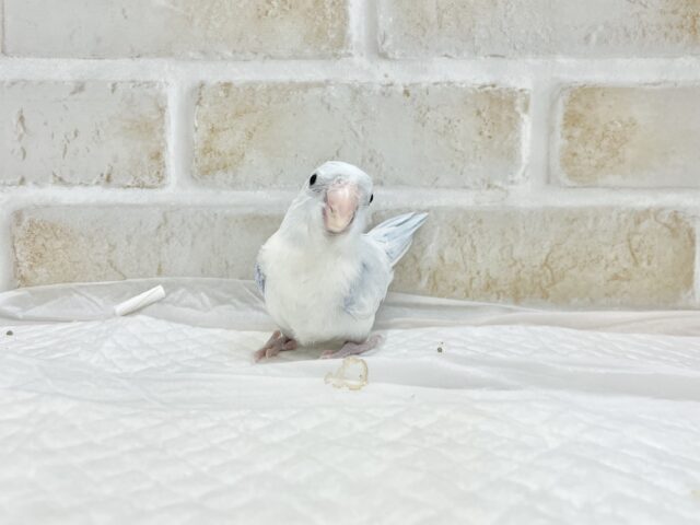 最新画像あり⭐️動画あり⭐︎人気カラー🩵マメルリハインコ(アメリカンホワイト) マメルリハ