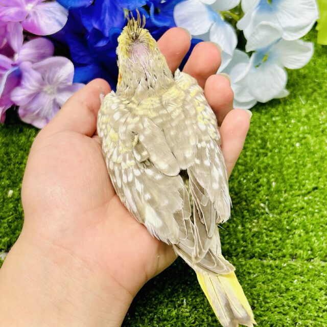 ワンパク!モチモチ成長期~♬ オカメインコ オカメインコ