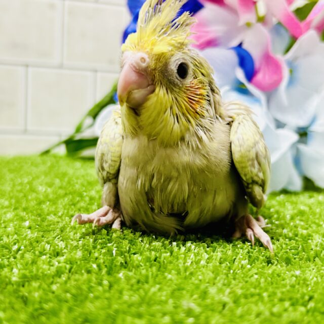 オカメインコ