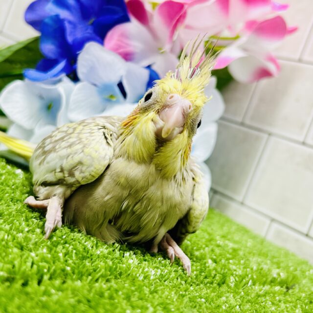 ワンパク!モチモチ成長期~♬ オカメインコ オカメインコ