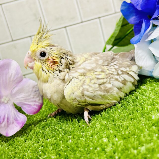 ワンパク!モチモチ成長期~♬ オカメインコ オカメインコ