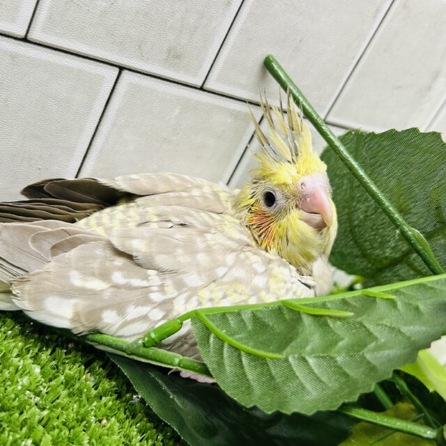 オカメインコ