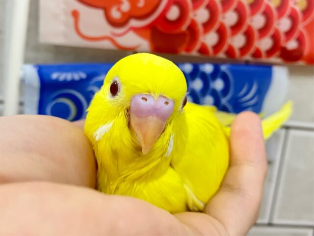 ✨最新画像✨ᑭOᑭに駆け抜けろ❕シューティングスター!💫🪄︎︎◝✩セキセイインコ(ルチノー/2025年4月生まれ) セキセイインコ