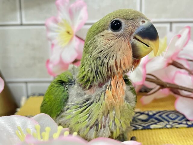 ✨最新画像✨モチモチ🪽⟡.·屋根より高いかしわもち🎏🏠⋆꙳コザクラインコ(ノーマル/2025年4月生まれ) コザクラインコ(小桜インコ)