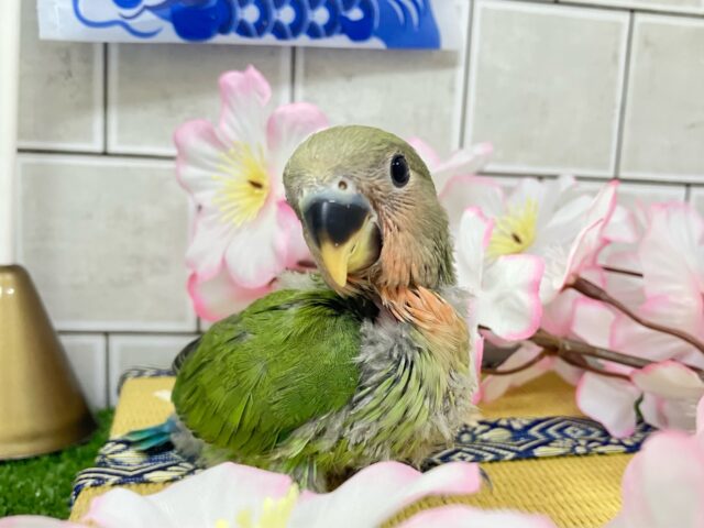✨最新画像✨モチモチ🪽⟡.·屋根より高いかしわもち🎏🏠⋆꙳コザクラインコ(ノーマル/2025年4月生まれ) コザクラインコ(小桜インコ)