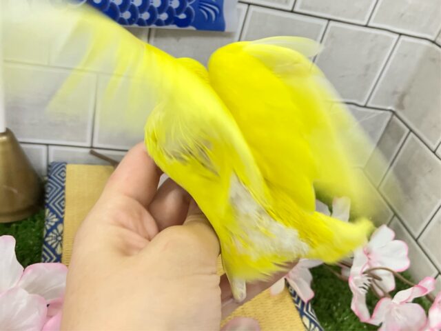 ✨最新画像✨ᑭOᑭに駆け抜けろ❕シューティングスター!💫🪄︎︎◝✩セキセイインコ(ルチノー/2025年4月生まれ) セキセイインコ