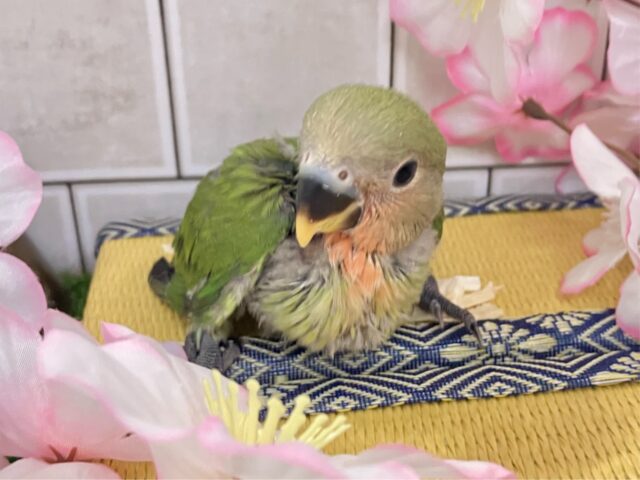 ✨最新画像✨モチモチ🪽⟡.·屋根より高いかしわもち🎏🏠⋆꙳コザクラインコ(ノーマル/2025年4月生まれ) コザクラインコ(小桜インコ)