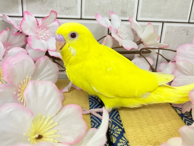 ✨最新画像✨ᑭOᑭに駆け抜けろ❕シューティングスター!💫🪄︎︎◝✩セキセイインコ(ルチノー/2025年4月生まれ) セキセイインコ