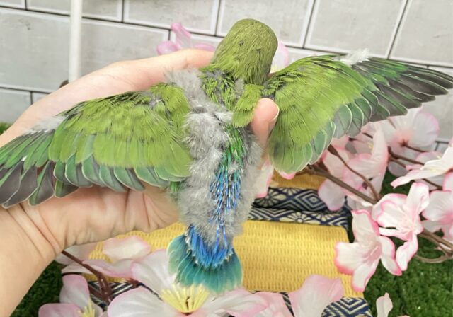 ✨最新画像✨モチモチ🪽⟡.·屋根より高いかしわもち🎏🏠⋆꙳コザクラインコ(ノーマル/2025年4月生まれ) コザクラインコ(小桜インコ)