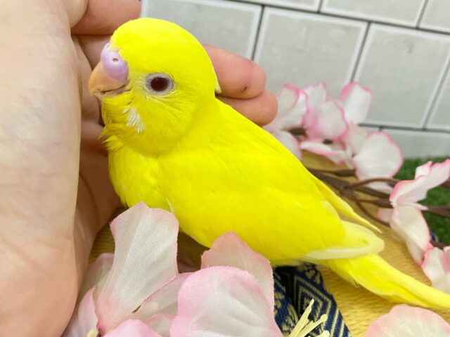 ✨最新画像✨ᑭOᑭに駆け抜けろ❕シューティングスター!💫🪄︎︎◝✩セキセイインコ(ルチノー/2025年4月生まれ) セキセイインコ